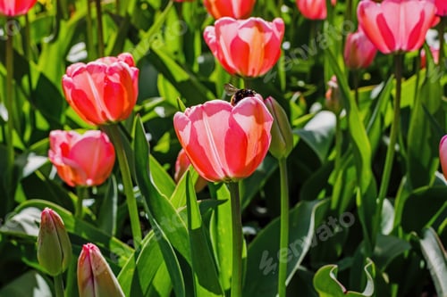 Preview: Pink Flowers Tulips. Blooming Tulips In The Spring Garden. Tulips Early-Flowering Bulbous Plants