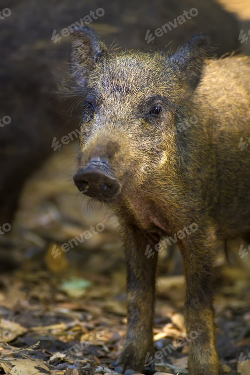 Preview: Wild Baby Boar. Nature Background. Animal: Boar. Sus Scrofa.