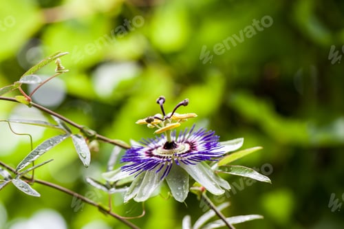 Preview: Passion Flower (Passiflora Incarnata) With Details