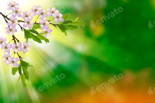 Preview: Blossoming Branch Apple. Bright Colorful Spring Flowers