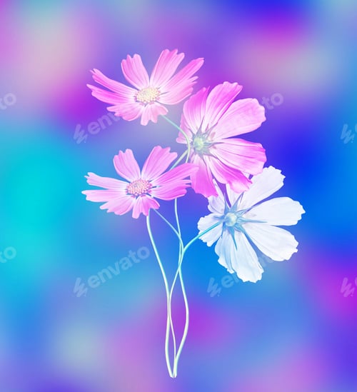Preview: Cosmos Flowers