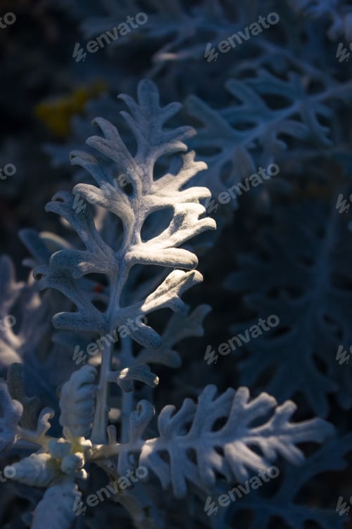 Preview: Silver Dust Cineraria Maritima In The Garden, Close Up.