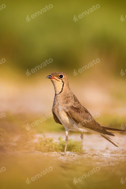 Preview: Cute Bird Collared Pratincole. Warm Colors Nature Background. Collared Pratincole / Glareola