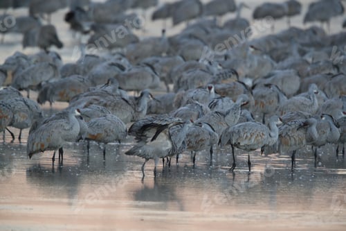 Preview: Sandhill Crane Bosque Del Apache Wildlife Reserve New Mexico Usa