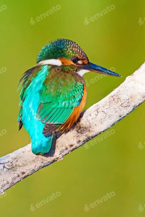 Preview: Cute Bird Kingfisher. Green Nature Background.
