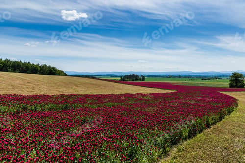 Vista previa: Red Clover Field And Blue Sky In Summer Day.