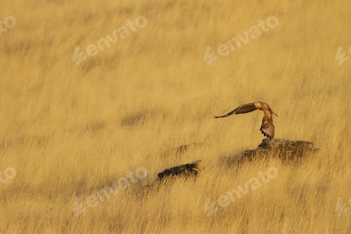 Preview: Flying Bird. Bird Of Prey. Yellow Nature Background. Bird: Long Legged Buzzard. Buteo Rufinus
