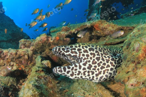 Preview: Honeycomb Moray Eel