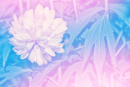 Preview: Colorful Dahlia Flowers On A Background Of The Autumn Landscape