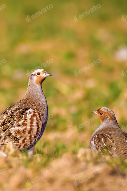 Preview: Partridges. Colorful Nature Background. Bird: Grey Partridge. Perdix Perdix.