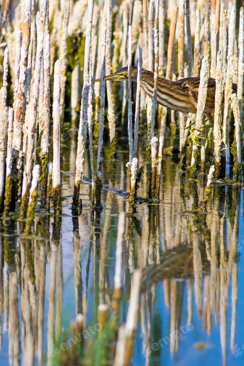 Preview: Hiding Bird. Heron. Lake And Dry Reeds Background. Squacco Heron / Ardeola Ralloides