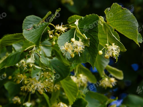 Preview: Flowers And Buds Of Linden. Flowers Honey Plants For Bees. Medicinal Plant