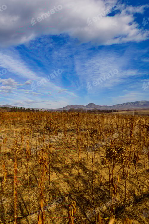 Preview: Dry Tobacco Plant Against Blue Cloudy Sky, Armenia