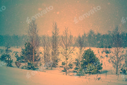 Preview: Frozen Winter Forest With Snow Covered Trees.
