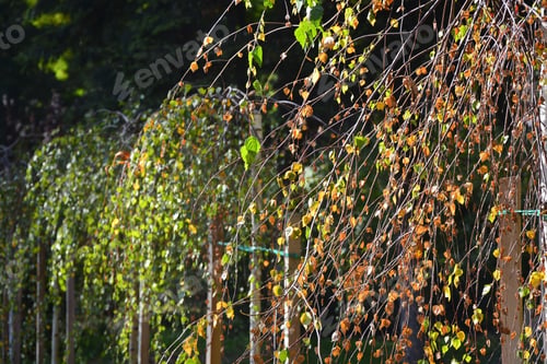 Preview: Autumn Leaves,Leaves,Color Leaves,Autumn,Leaves In The Grass,Autumn Leaves In The Grass,Autumn