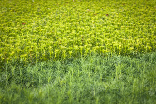 Preview: Young Spruce Seedlings