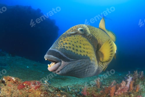 Preview: Titan Triggerfish With Scuba Divers In Background
