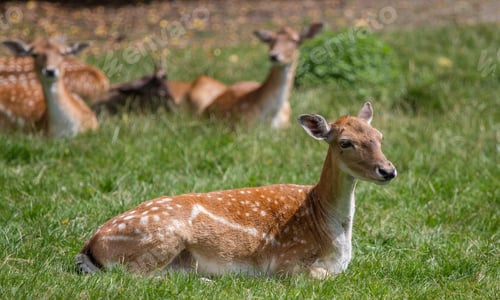 Preview: Young Deers In The Grass