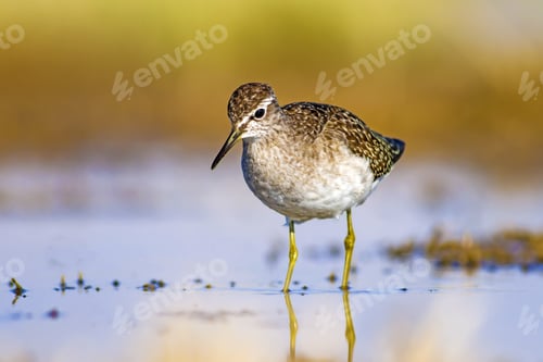 Preview: Water And Bird. Sandpiper. Colorful Nature Background. Bird: Wood Sandpiper. Tringa Glareola.
