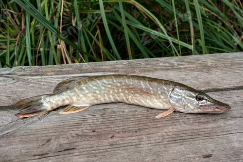 Preview: Freshwater Northern Pike Fish Know As Esox Lucius Lying On Vintage Wooden Background. Fishing