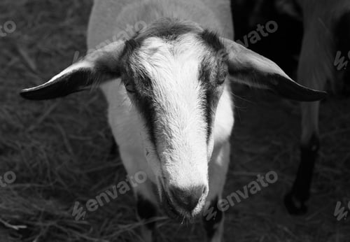 Preview: Alpine Goat Closeup