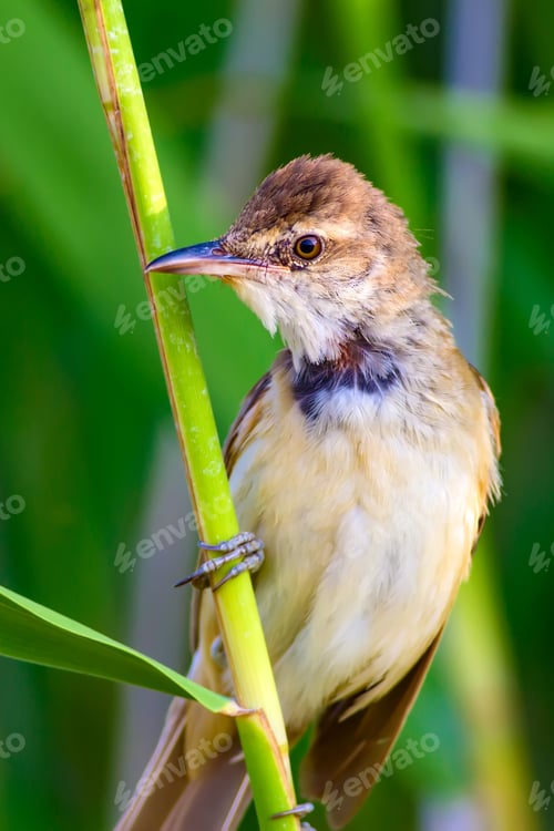 Preview: Cute Birds. Natural Background.