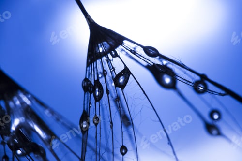 Preview: Water Drops On Dandelion Seeds