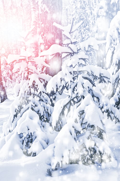 Preview: Forest In The Frost. Winter Landscape. Snow Covered Trees.