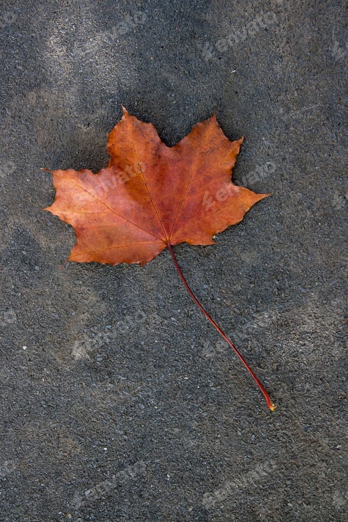 Preview: Red, Green Or Yellow Maple Leaf As An Autumn Symbol As A Seasonal Themed Concept Isolated On Dark