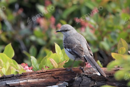 Preview: Nordern Mockingbird , Vancouver Island Canada