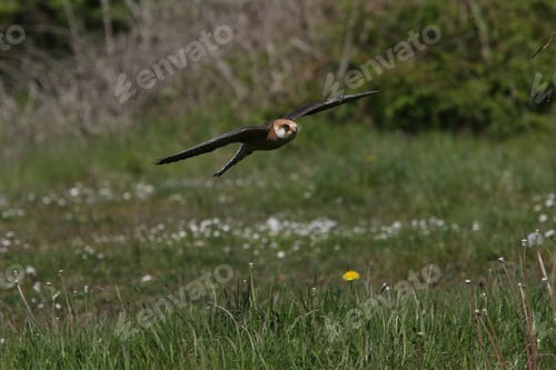 Preview: Red-Footed Falcon Helgoland Germany