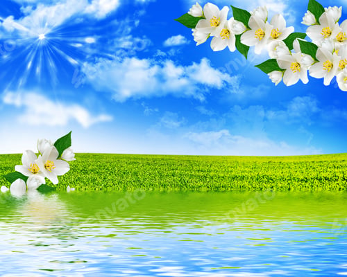 Preview: White Jasmine. The Branch Delicate Spring Flowers
