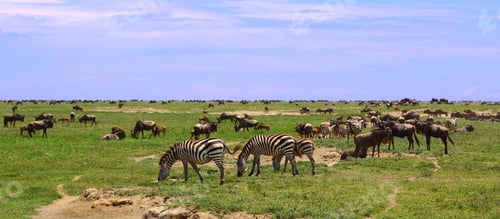 Preview: Zebras And Wildebeests In The Serengeti National Park, Tanzania
