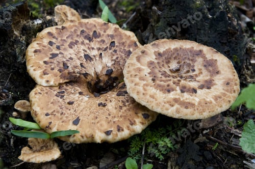 Preview: Dryad'S Saddle Mushroom Growing On A Fire Damaged Tree Stump