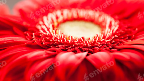Preview: Gerbera Jamesonii - Red Beautiful Flower With Macro Details