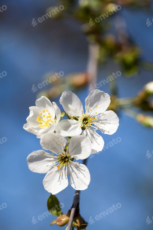 Preview: Spring Blossoms On Tree Branches - Cherry Tree Flowers. High Resolution And Quality