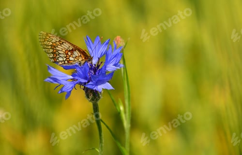 Preview: Closeup Vintage Butterfly And Cornflower On The Colored Background