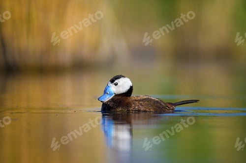Preview: Swimming Duck. Cute Duck White Headed Duck. Colorful Nature Background. Bird: White Headed Duck