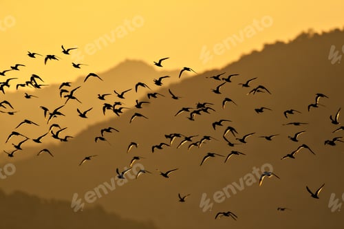 Preview: Sunset Nature. Flying Birds. Lake And Mountain Background. Birds: Common Tern. Sterna Hirundo.