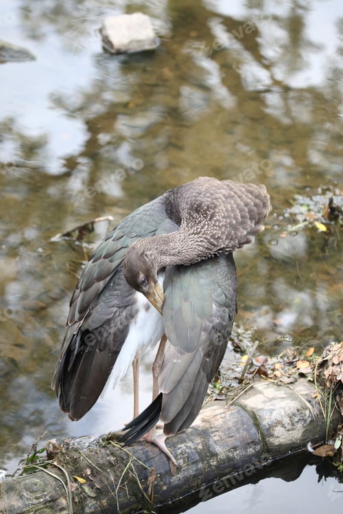 Preview: Young Black Stork (Ciconia Nigra) Saxony Germany