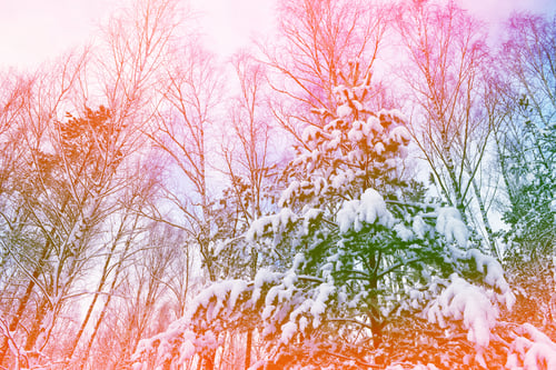 Preview: Frozen Winter Forest With Snow Covered Trees.