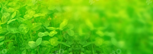 Preview: Green Clover Leaves On A Background Summer Landscape