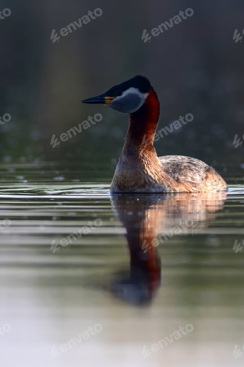 Preview: Swimming Bird. Nature Background. Bird: Red Necked Grebe. Podiceps Grisegena.