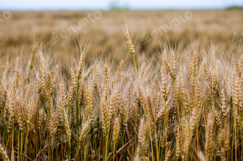 Preview: Wheat Field At Sunset, Details