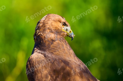 Preview: Bird Of Prey. Portrait Of Buzzard. Green Nature Background.