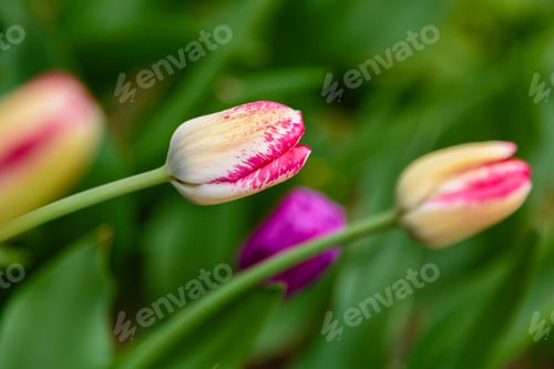 Preview: Beautiful Flower Of Tulip Sort Del Piero. Hybrids Of Tulips - A Beautiful Spring Bulbs. Growing
