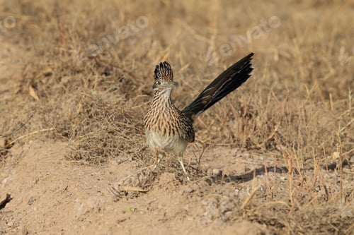 Preview: Roadrunner Bosque Del Apache Wildlife Refuge In New Mexico.