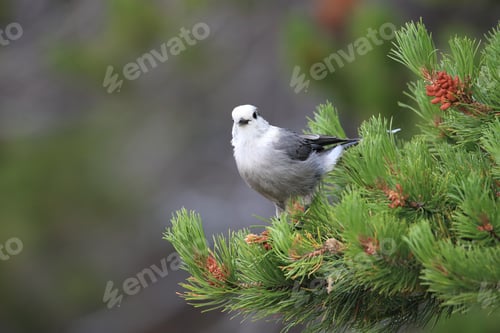 Preview: Gray Jay - Perisoreus Canadensis, Perched In A Tree Glacier Np Montana