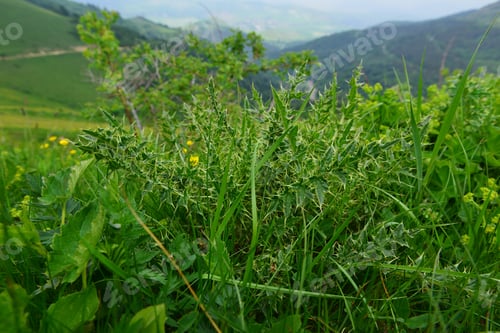 Preview: Thistle In Natural Habitat