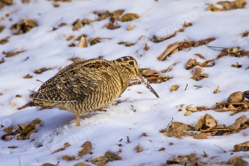 Preview: Woodcock. Snow And Dry Leaves Background. Camouflaged Animal. Bird: Eurasian Woodcock. Scolopax